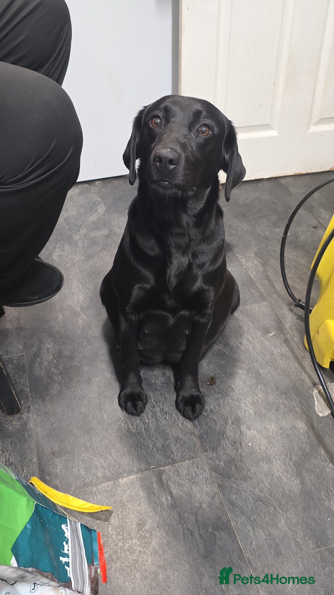 Labrador Retriever dogs for sale: Kc registered labrador  - Advert 2