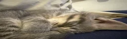 Mixed Breed cats for sale: Kittens for sale Egyptian manu / ragdoll  - Advert 5