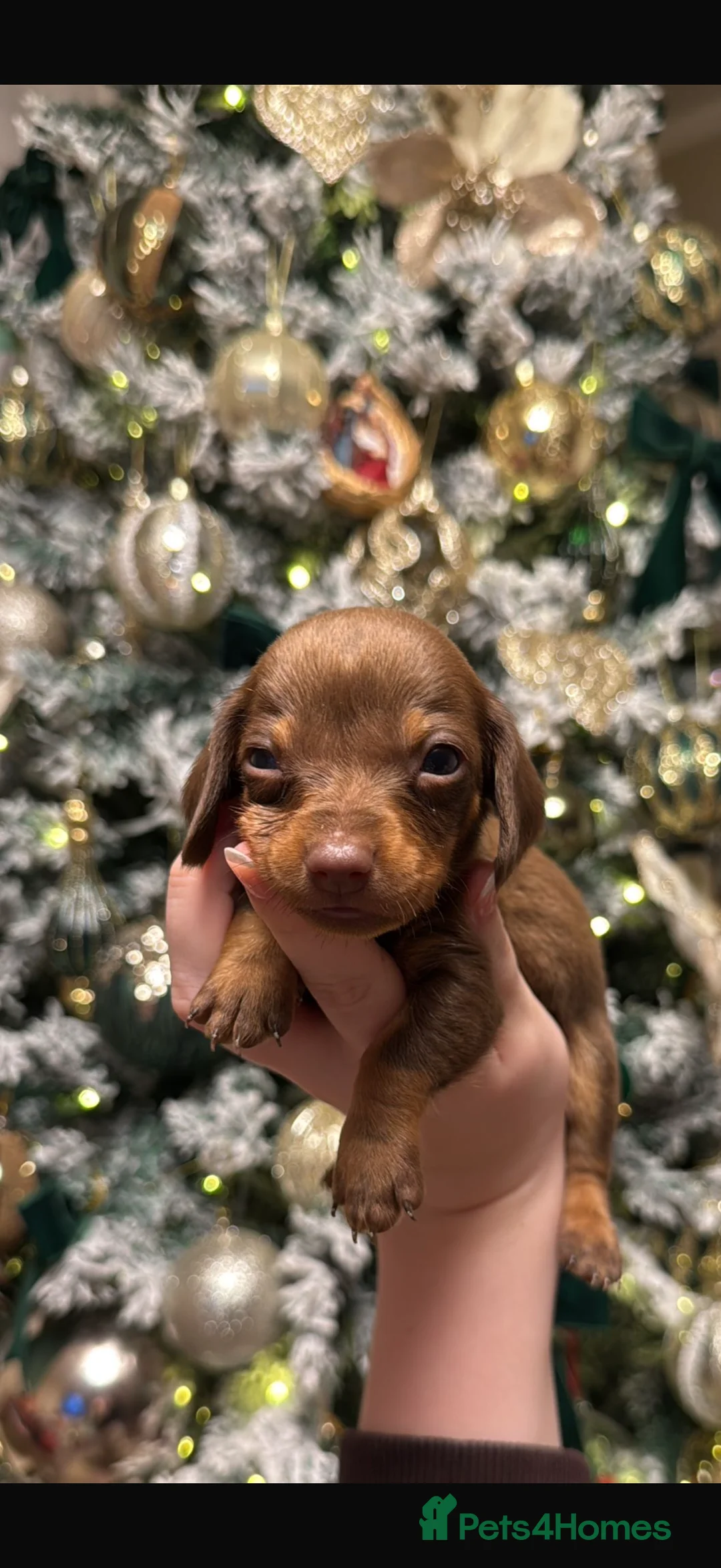 Dachshund dogs for sale: True To Type Miniture Dachshund Puppies  - Advert 10