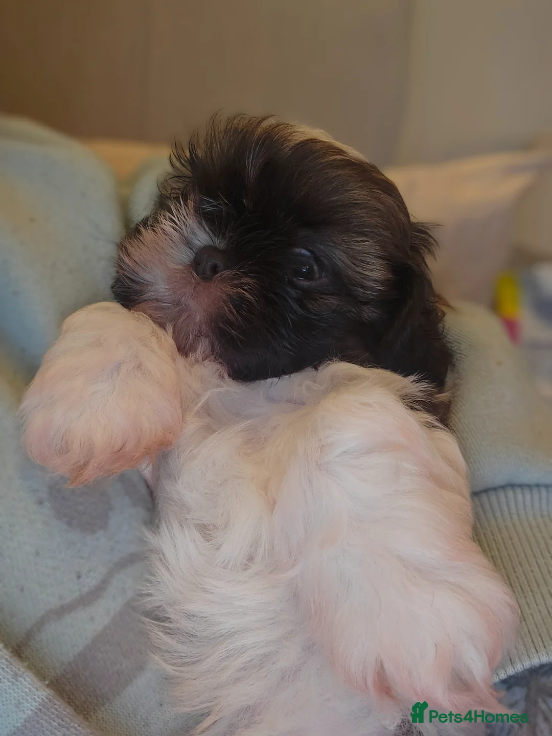 Shih Tzu dogs for sale: Boy shihtzu  in Wakefield - Advert 2