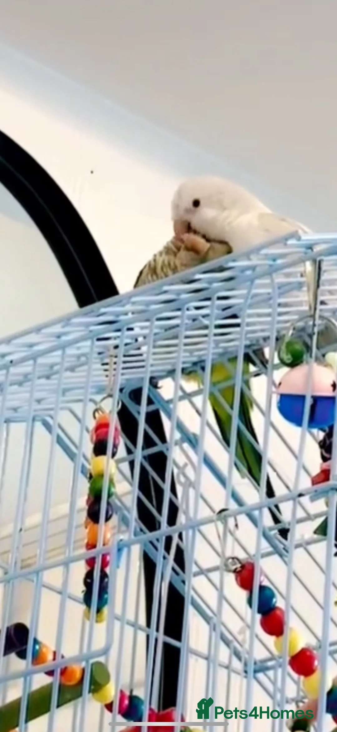 Parrots birds for sale: quaker  for sale in Smethwick - Advert 1