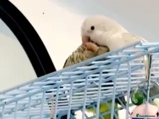 Parrots birds quaker for sale - Advert 16