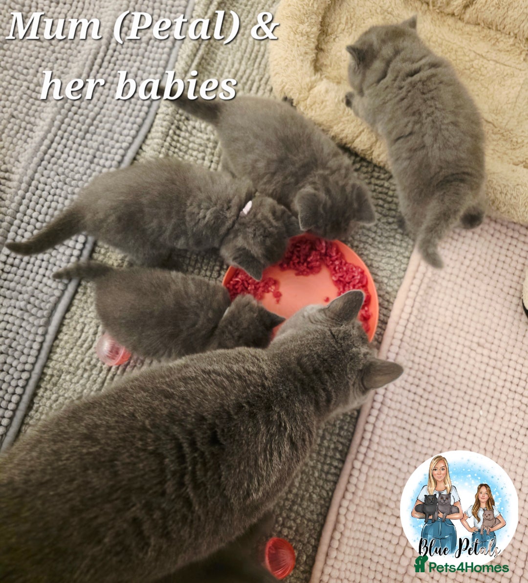 British Shorthair cats for sale: 4 beautiful British short hairs available  - Advert 3