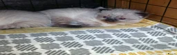 Ragdoll cats for sale: 2 seal point female ragdolls - Advert 3