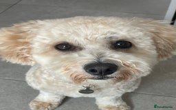 Poochon dogs for sale: Tina 1 year old poochon girl - Image 1