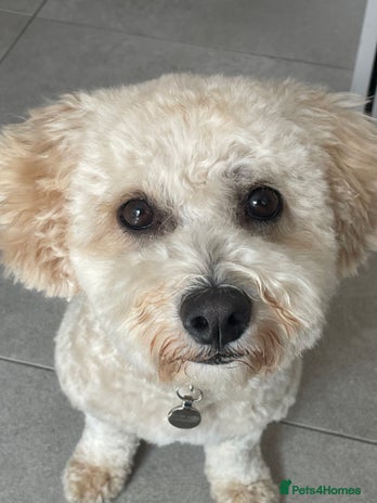 Poochon dogs - Advert 1