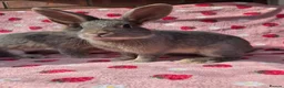 Mixed Breed rabbits for sale: 4 very tame Blue fawn plush mini lop rabbit - Advert 27