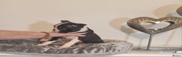 Boston Terrier dogs for sale: Boston Terrier Puppies  - Advert 34