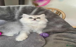 British Longhair cats for sale: British Longhair CH Pedigree Silvers  in Bournemouth - Image 3