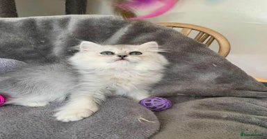 British Longhair cats in Bournemouth - Advert 5