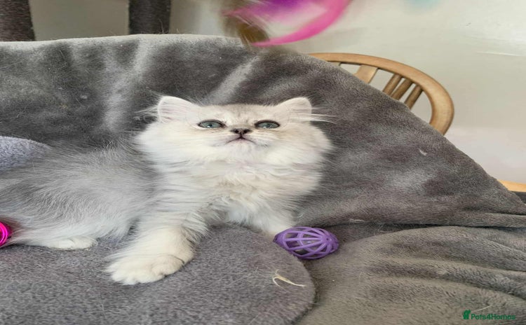 British Longhair cats in Bournemouth - Advert 4
