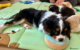 Cavalier King Charles Spaniel dogs for sale: Male KC reg & Health Tested Cavalier puppies - Image 27