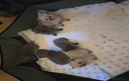 British Shorthair cats for sale: 6 x British Short-haired Blue kittens for sale - Image 23