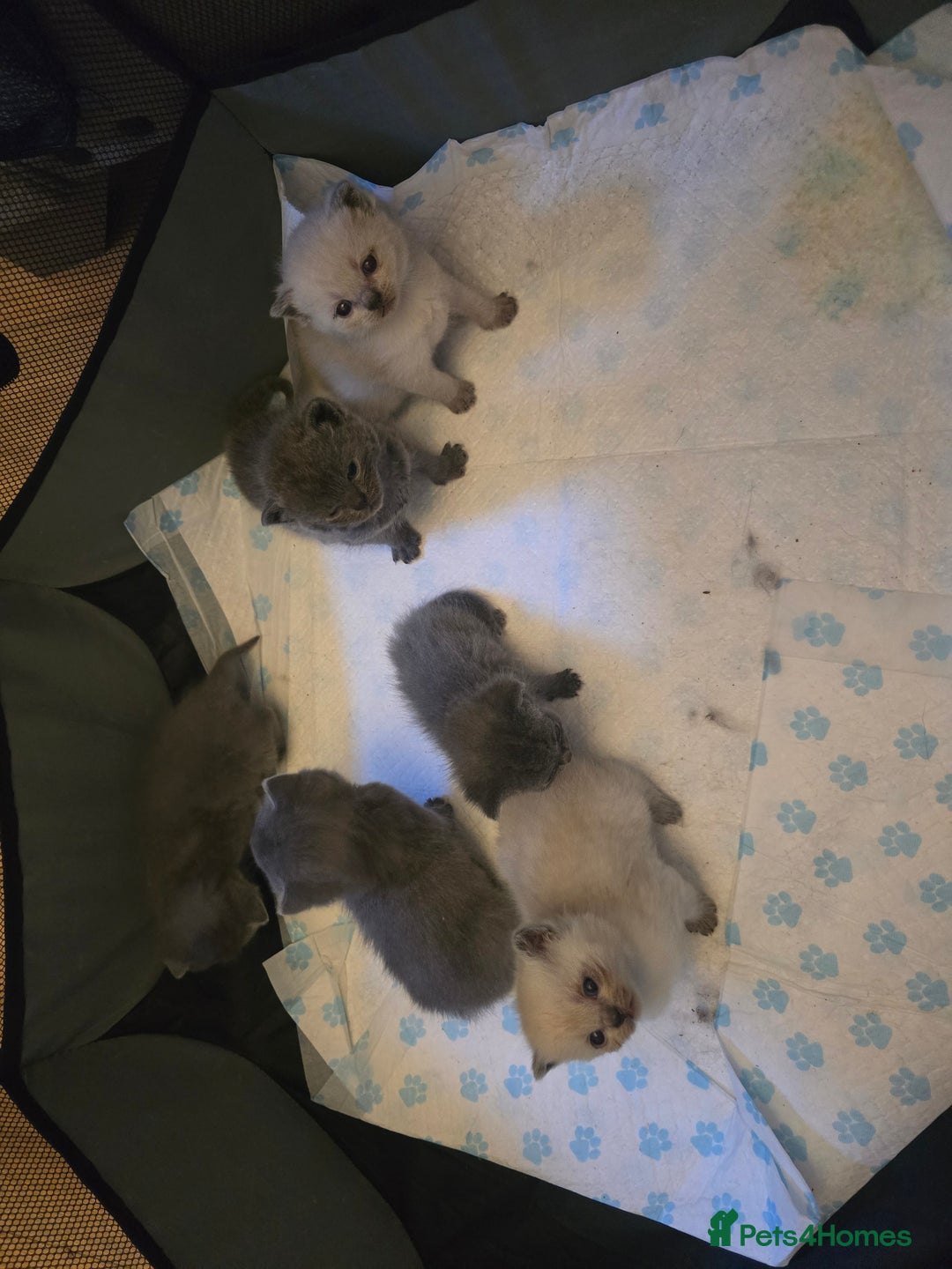 British Shorthair cats for sale: 6 x British Short-haired Blue kittens for sale - Image 23