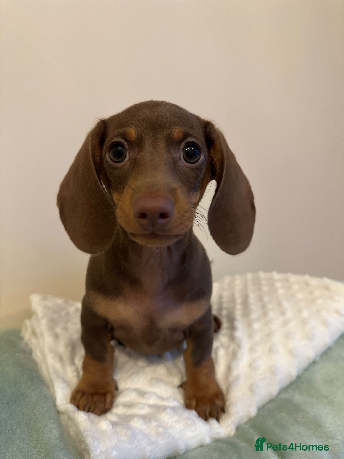 Miniature Dachshund dogs 🐾ready now exceptional KC reg PRA clear 🐾 - Advert 2