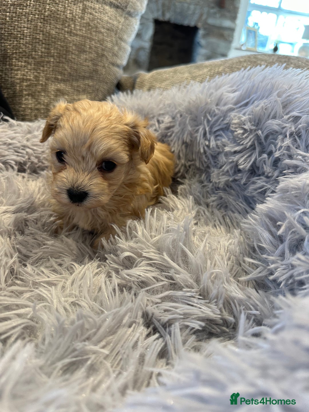 Maltipoo dogs for sale: F1 Tiny Maltipoo champagne puppies - Advert 7