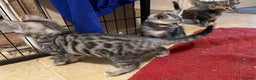 Bengal cats for sale: Bengal x kittens boys  - Advert 10