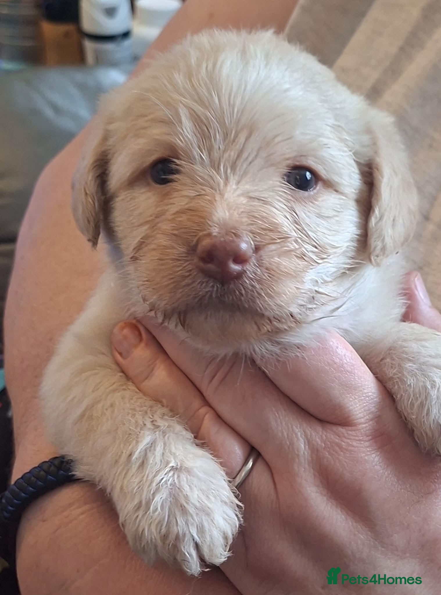 Labradoodle dogs EXCEPTIONAL F1 LABRADOODLE PUPPIES AVAILABLE    - Advert 2