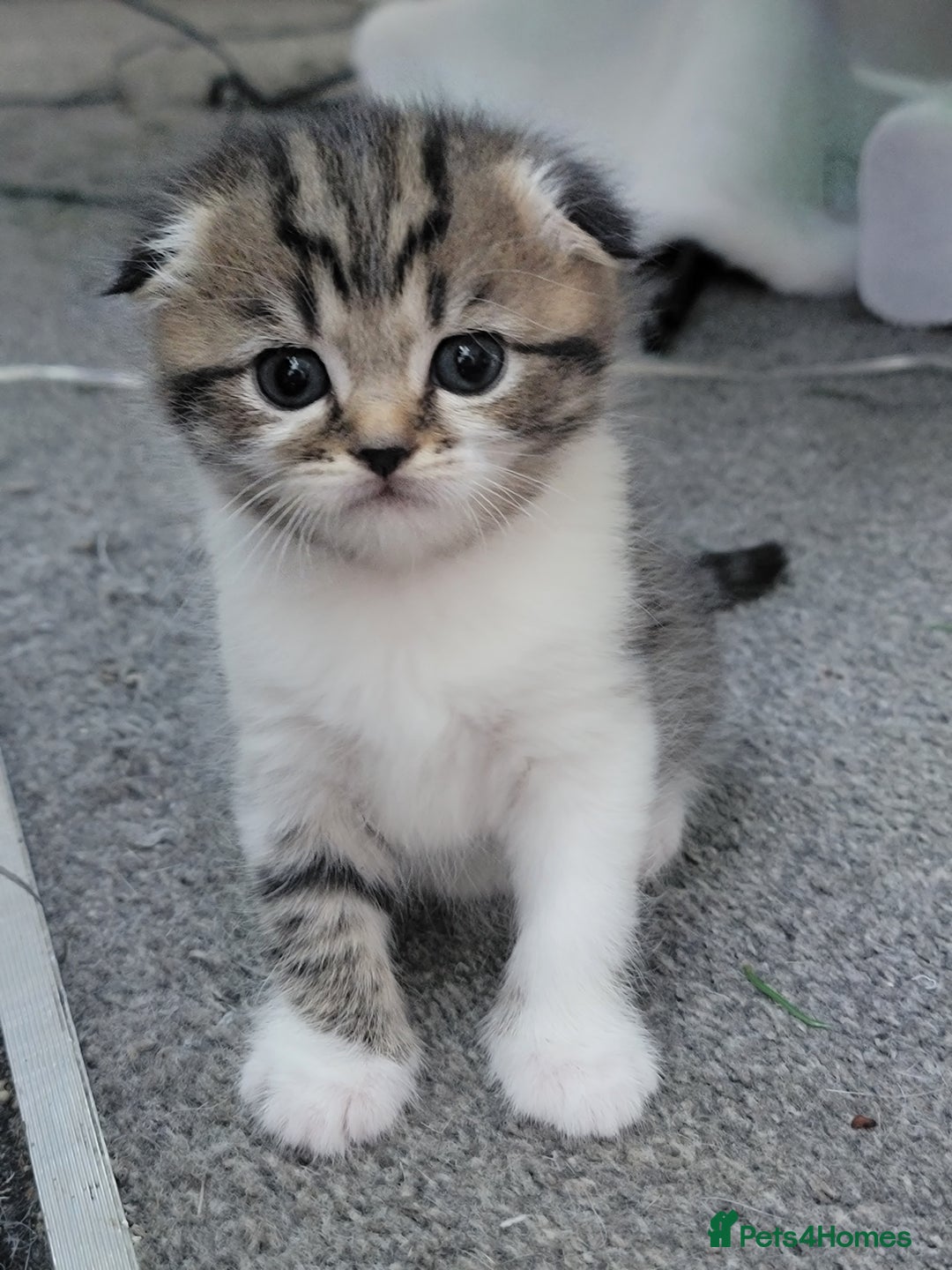 Scottish Fold cats for sale: Scottish fold - Advert 21