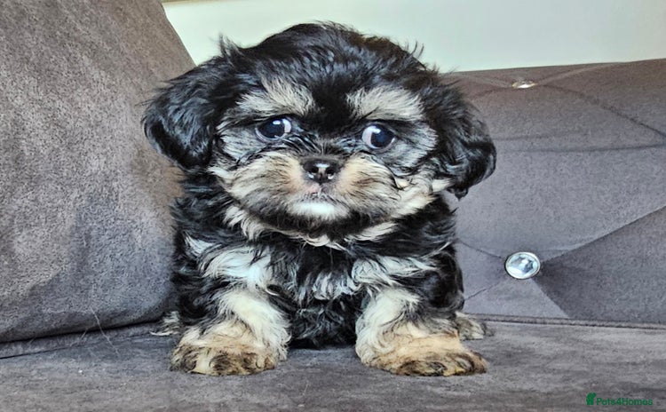 Shih Tzu dogs - Advert 4
