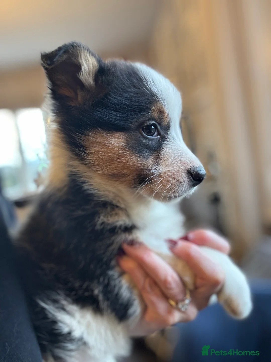 Border Collie dogs for sale: Pure Bred Border Collie Puppies For Sale - Advert 5