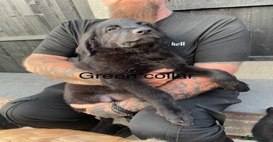 Mixed Breed dogs in Swadlincote - Advert 5