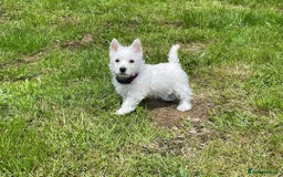 West Highland Terrier dogs for sale: FULLY HEALTH TESTED PUPPIES  - Image 1