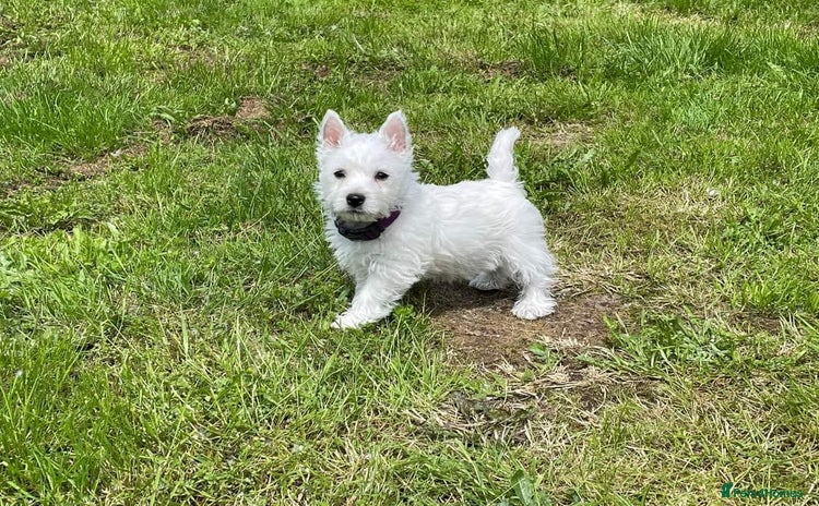 West Highland Terrier dogs - Advert 1