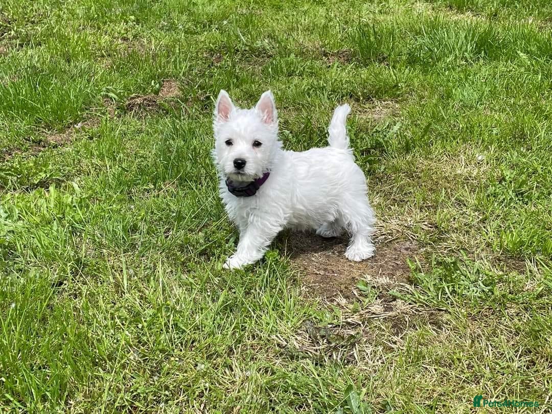 West Highland Terrier dogs for sale: FULLY HEALTH TESTED PUPPIES  - Image 1