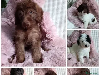 Australian Labradoodle dogs Australian labradoodle puppies - Advert 4