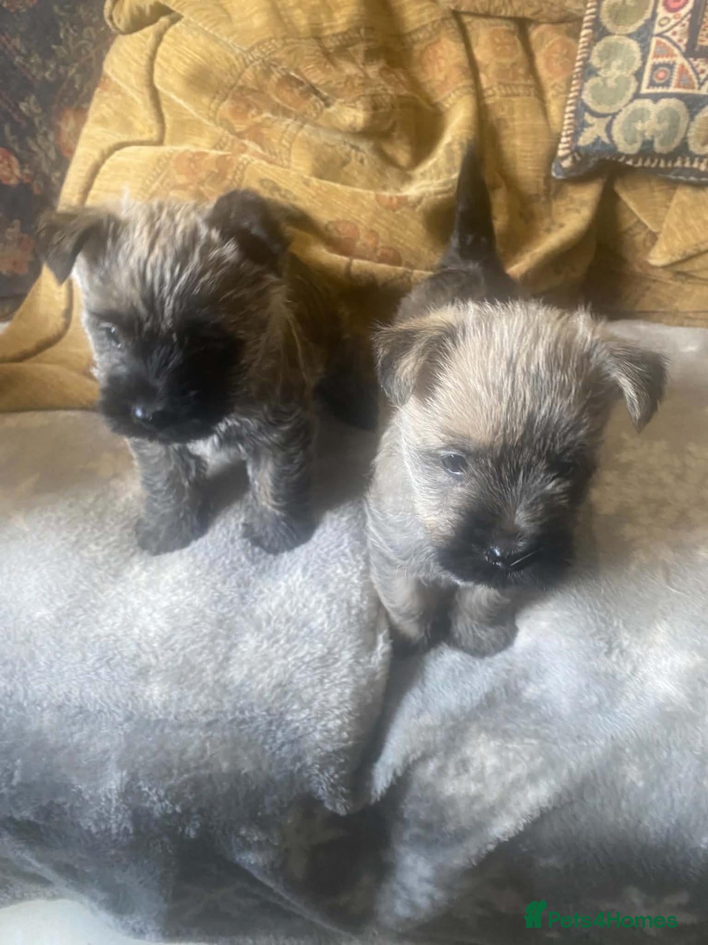 Cairn Terrier dogs Cairn Terrier Puppies - Advert 1