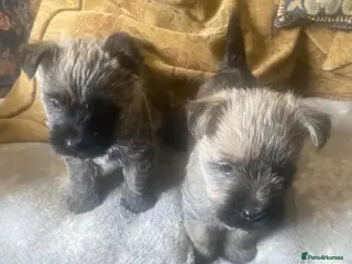 Cairn Terrier dogs Cairn Terrier Puppies - Advert 1