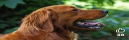 Golden Retriever dogs for sale: Something very special - Advert 9