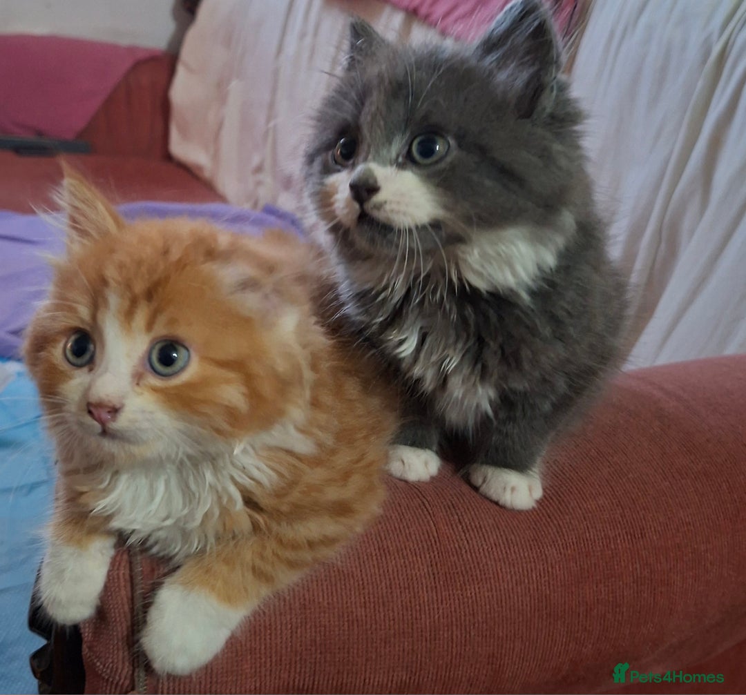 Persian cats for sale: Persian mix - Advert 3