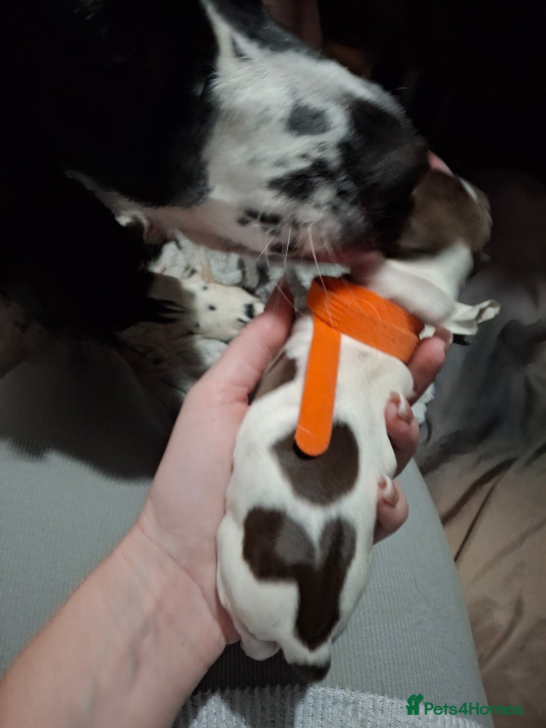 Sprocker dogs for sale: Sprocker/Springer Spaniel pups - Advert 7