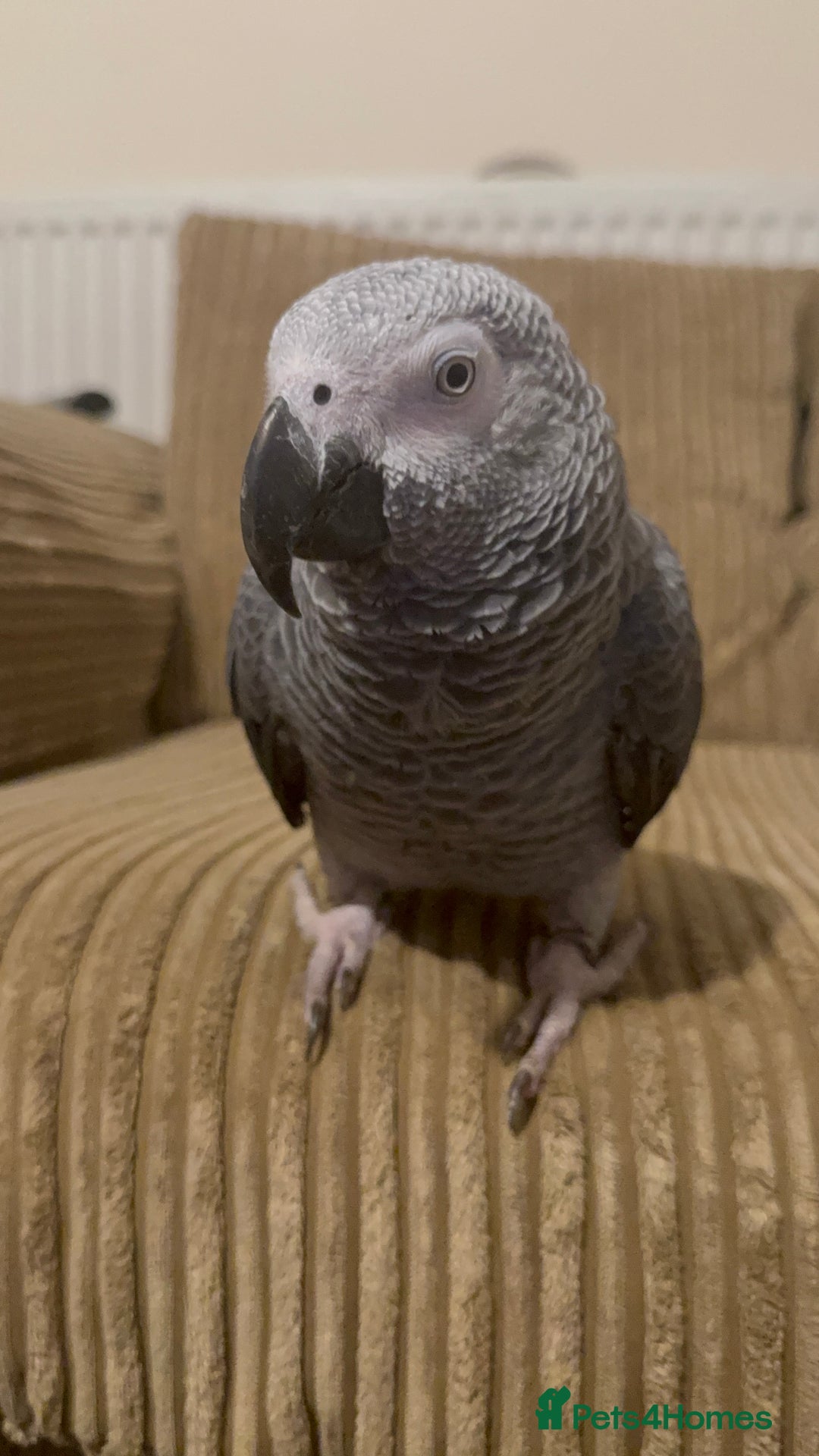 Parrots birds for sale: African Grey male URGENT - Advert 4