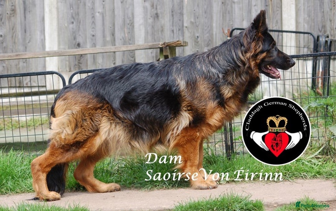 German Shepherd dogs for sale: Grandson of Famous Boss (Bossenburg) pups - Image 5