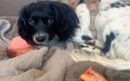 English Springer Spaniel dogs for sale: Poppy ( beautiful Angel) - Image 3