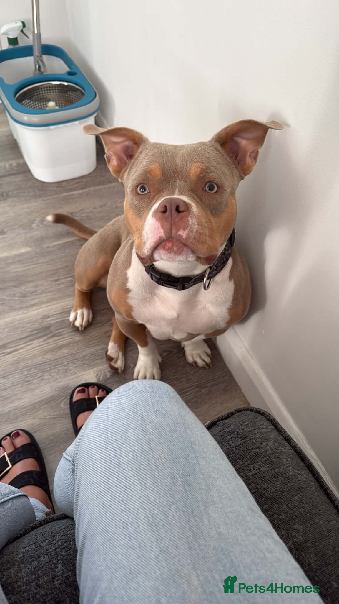 American Bully dogs American bully for sale - Advert 18