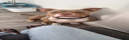 American Bully dogs for sale: American bully for sale in Southampton - Advert 1