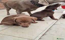 Labrador Retriever dogs for sale: Champain/chocolate puppys - Image 31