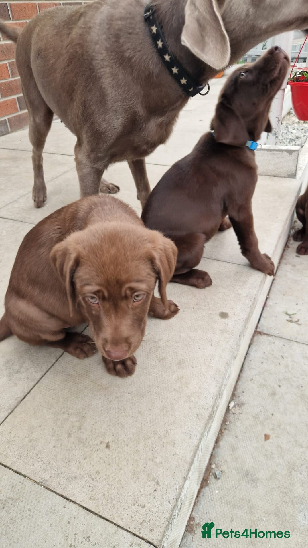 Labrador Retriever dogs for sale: Champain/chocolate puppys - Image 31