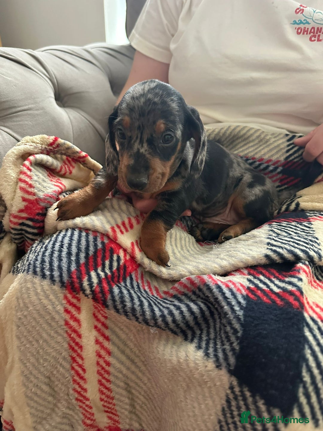 Miniature Dachshund dogs for sale: Miniature dachshund  - Image 11