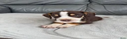 Mixed Breed dogs for sale: CHI SPANIEL PUPPIES READY 5th SEP - Advert 25