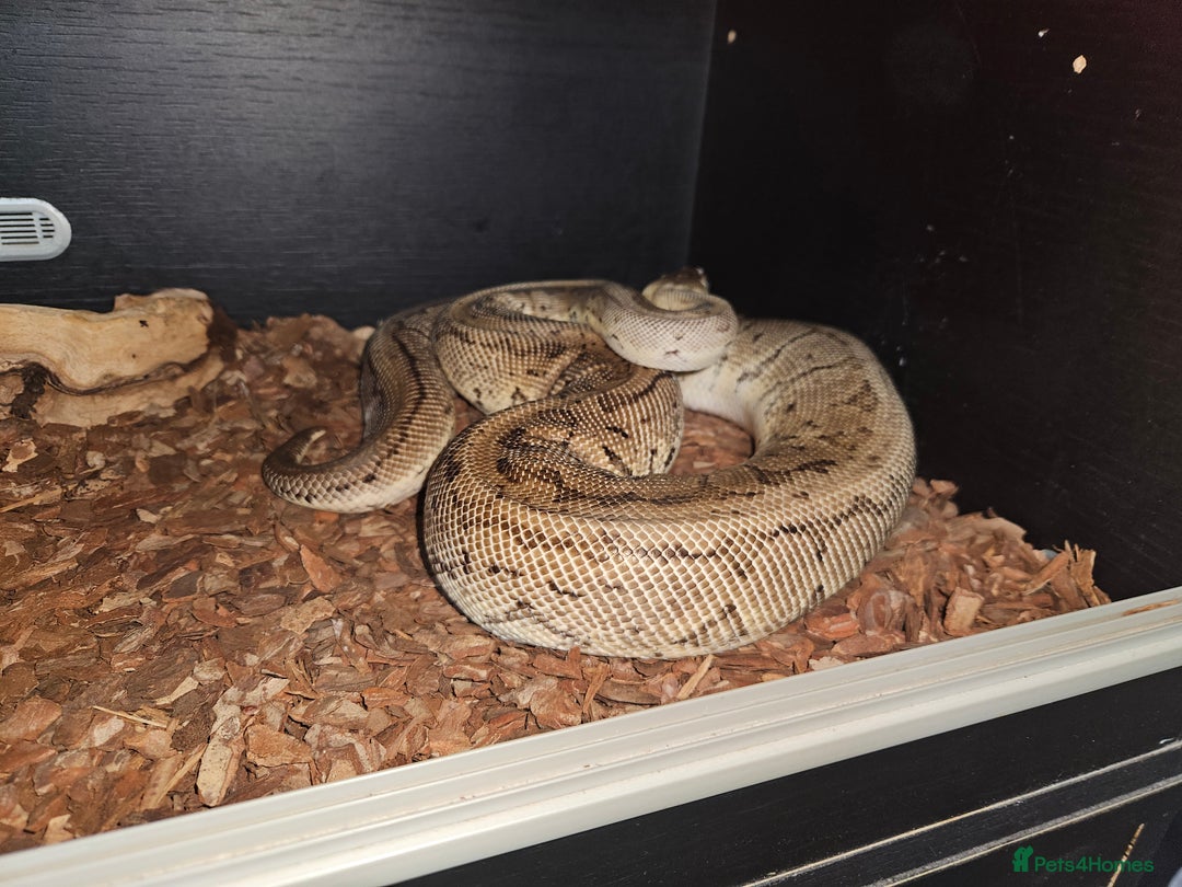 Python Snake reptiles for sale: Royal python Bolton area - Image 1