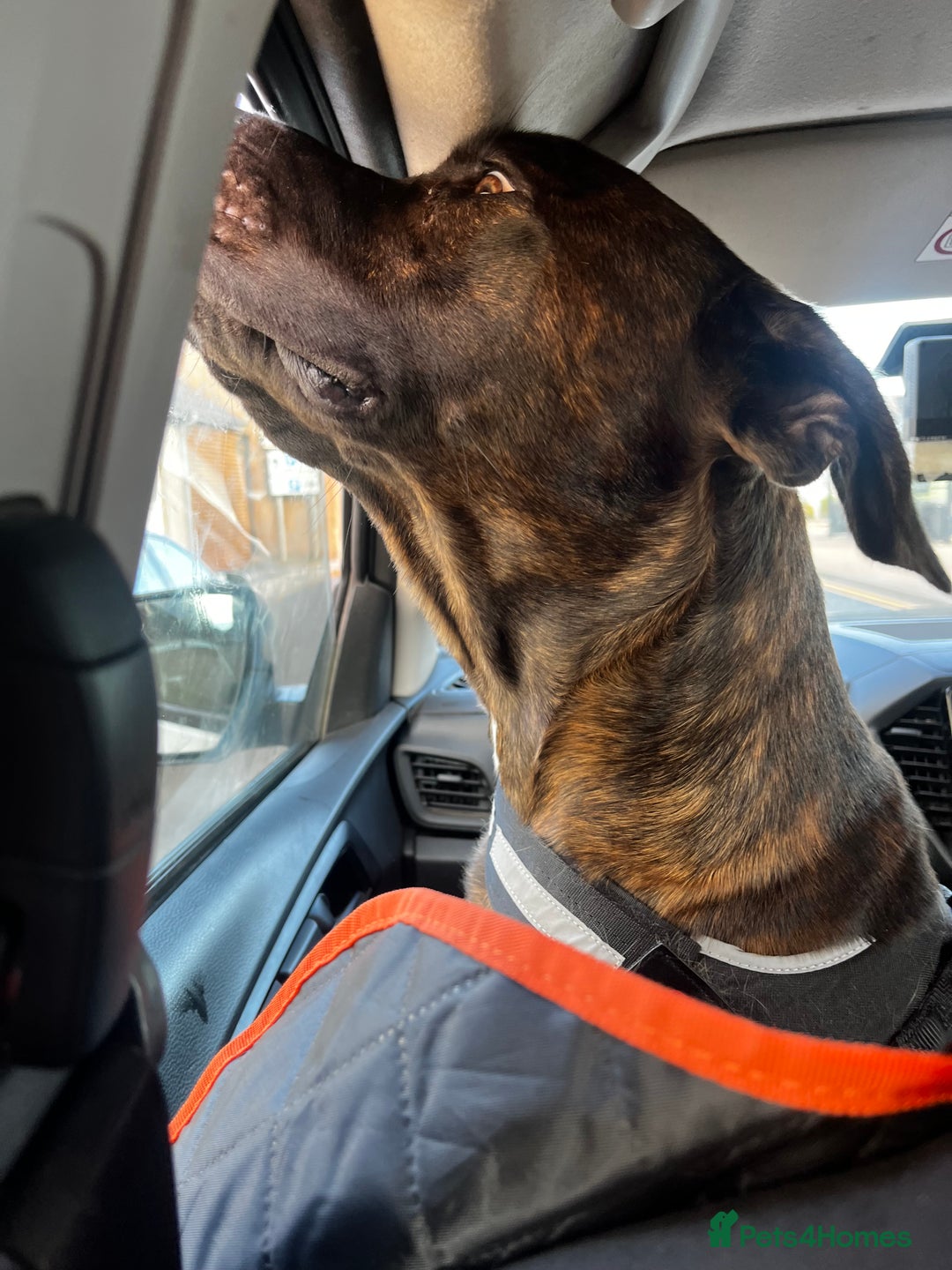 Mixed Breed dogs for sale: Cane corso cross bullmastiff male - Image 3