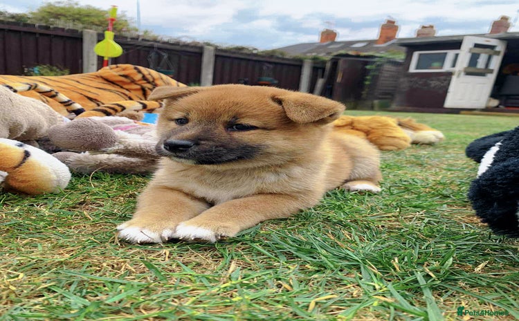 Japanese Shiba Inu dogs - Advert 1
