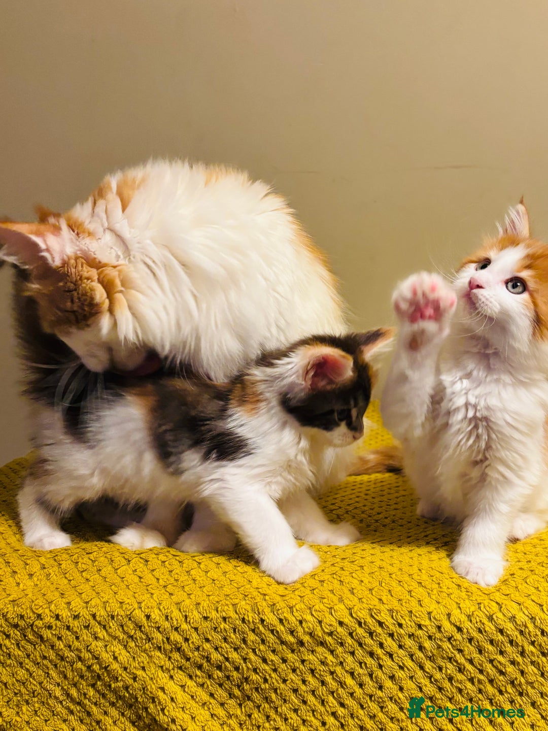 Maine Coon cats for sale: Beautiful Maine coon kittens  - Advert 4