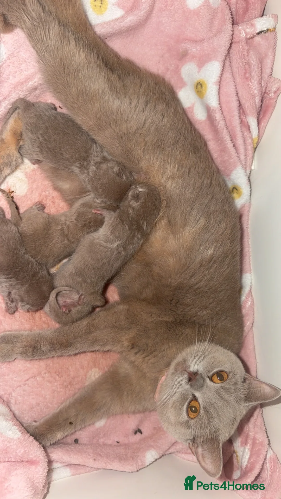 British Shorthair cats for sale: 10 beautiful BSH (unknown genders) in Denbigh - Advert 2