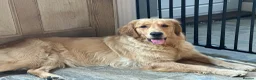 Golden Retriever dogs for sale: KC Golden Retriever Puppies - Advert 17